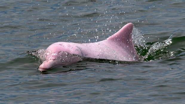 Lumba-lumba putih Cina atau lumba-lumba punggung bungkuk Indo-Pasifik, yang dijuluki lumba-lumba merah muda, berenang di perairan lepas pantai Hong Kong pada 19 Agustus 2011. (Photo DANIEL SORABJI/AFP via Getty Images)