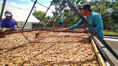 Pengolahan biji kakao siap ekspor di koperasi Kerta Samaya Samaniya, Desa Melaya, Kecamatan Melaya, Kabupaten Jembrana Bali, Jumat (26/8/2022)