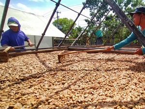 Tabanan Kebagian 354 Ton Pupuk Subsidi Khusus Kakao