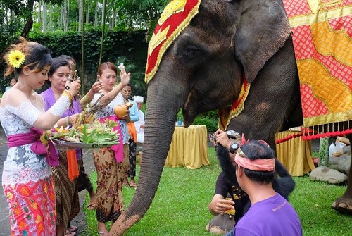 Prosesi perayaan Tumpek Kandang di Bali Zoo pada beberapa waktu lalu
