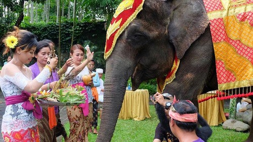 Prosesi perayaan Tumpek Kandang di Bali Zoo pada beberapa waktu lalu