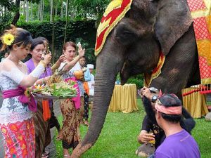 Tumpek Uye, Tradisi Memuliakan Satwa di Bali