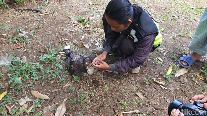 Seekor elang yang ditemukan dengan kondisi luka di Pedukuhan Kemorosari II, Piyaman, Wonosari, Kabupaten Gunungkidul, Sabtu (27/8/2022).