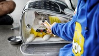 Seekor kucing bersiap di dalam tas bawaan sang pemiliknya untuk diajak keliling menaiki scooter. Seru sekali bukan...  Tidak hanya acara jalan-jalan bersama Mpus kesayangan, Cleovers juga diajak untuk mengikuti berbagai games menarik lainnya, diantaranya games matching outfit