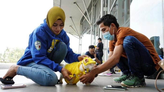 Serunya Saat Hewan Peliharaan Ikut Fashion Show-Keliling Naik Scooter Cleoβs Day Out digelar untuk menyenangkan kucing peliharaan yang dihelat berbarengan dengan pelaksanaan IIPE (Indonesia International Pet Expo) Sabtu, (27/8/2022) di ICE BSD.