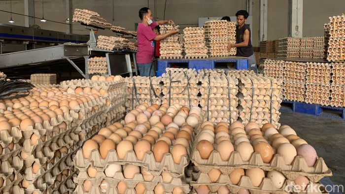 Distributor telur PT Sumber Pangan Nusantara Indonesia, Jalan Irian Barat, Komplek Gudang Cemara, Percut Seituan, Deliserdang. Kartika Sari/detikSumut