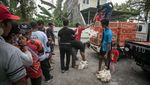 Peternak Bagikan Ribuan Ayam Gratis di Karanganyar, Ada Apa?