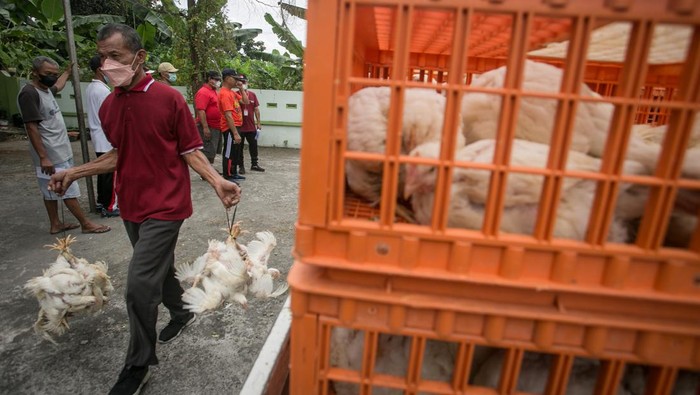 AKSI BAGI-BAGI AYAM GRATIS Peternak Perhimpunan Insan Perunggasan Rakyat (Pinsar) Jawa Tengah membagikan ayam gratis kepada warga pada kegiatan Baksos Ayam Broiler Gratis di Desa Bolon, Colomadu, Karanganyar, Jawa Tengah, Minggu (28/8/2022). Aksi tersebut sebagai bentuk kampanye mengajak masyarakat meningkatkan konsumsi daging ayam dan telur yang dinilai masih rendah. ANTARA FOTO/Mohammad Ayudha/foc.