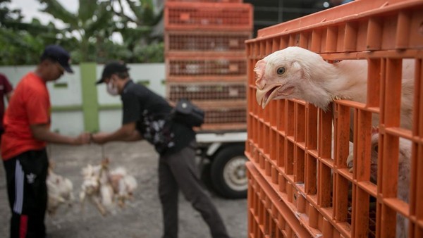 Peternak Bagikan Ribuan Ayam Gratis di Karanganyar, Ada Apa?