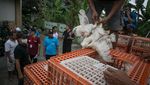Peternak Bagikan Ribuan Ayam Gratis di Karanganyar, Ada Apa?