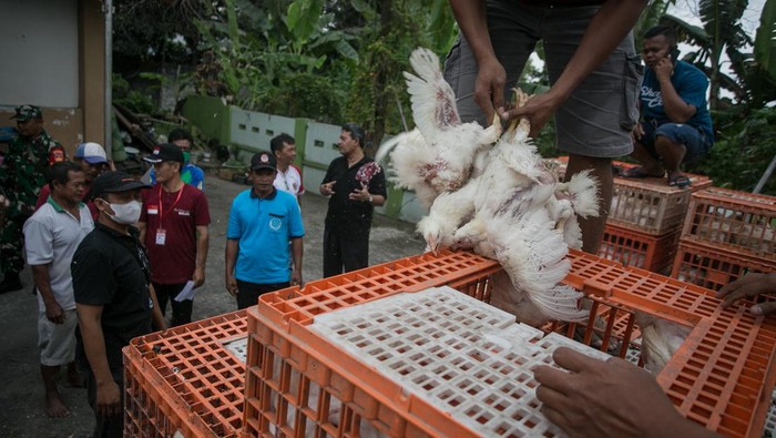 Peternak Perhimpunan Insan Perunggasan Rakyat (Pinsar) Jawa Tengah membagikan ayam gratis kepada warga pada kegiatan Baksos Ayam Broiler Gratis di Desa Bolon, Colomadu, Karanganyar, Jawa Tengah, Minggu (28/8/2022). Aksi tersebut sebagai bentuk kampanye mengajak masyarakat meningkatkan konsumsi daging ayam dan telur yang dinilai masih rendah. ANTARA FOTO/Mohammad Ayudha/foc.