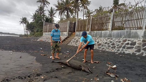 Bangkai lumba-lumba yang ditemukan mati terdampar di Pantai Perancak, Jembrana, Bali, Minggu (28/8/2022).