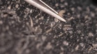 Beberapa mikroorganisme hidup pada kulit dan wajah manusia. Salah satunya adalah tungau wajah atau Demodex folliculorum.