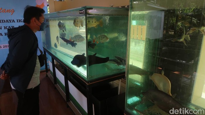 Desa wisata ikan hias Pedukuhan Kadisoro, Kalurahan Gilangharjo, Kapanewon Pandak, Kabupaten Bantul, Selasa (23/8/2022).