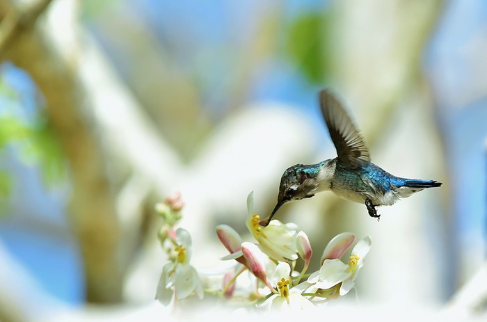 Flying Cuban Bee Hummingbird (Mellisuga helenae) single adult male stem, Zapata peninsula, Cuba, Caribbean.Bee hummingbirds are the smallest birds in the world.