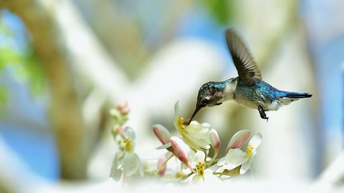 Flying Cuban Bee Hummingbird (Mellisuga helenae) single adult male stem, Zapata peninsula, Cuba, Caribbean.Bee hummingbirds are the smallest birds in the world.