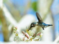 Ini Satu-satunya Burung yang Bisa Terbang Mundur