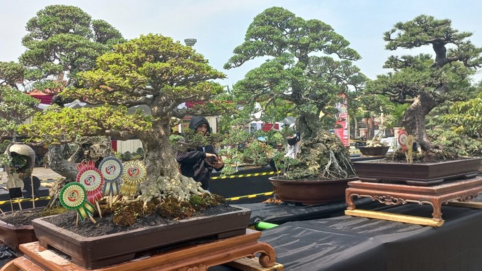 Kontes Bonsai Nasional Digelar di Kota Pasuruan, 250 Tanaman Dipamerkan