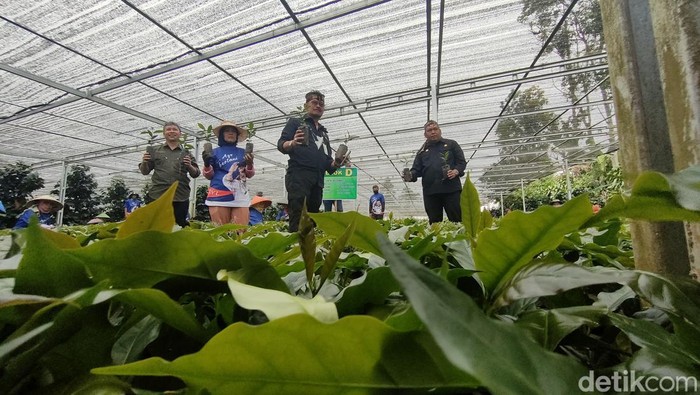 Menteri Pertanian RI Syahrul Yasin Limpo berkunjung ke Garut, Minggu (28/8/2022) siang. Dalam kunjungannya, Syahrul meninjau nurseri benih kopi di Kecamatan Cikajang, Kabupaten Garut.