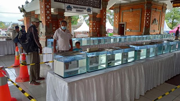 Pengunjung mulai bisa melihat ikan Channa atau ikan gabus pada Tabanan Channa Contest setelah status clear area dicabut, Minggu (28/8/2022).