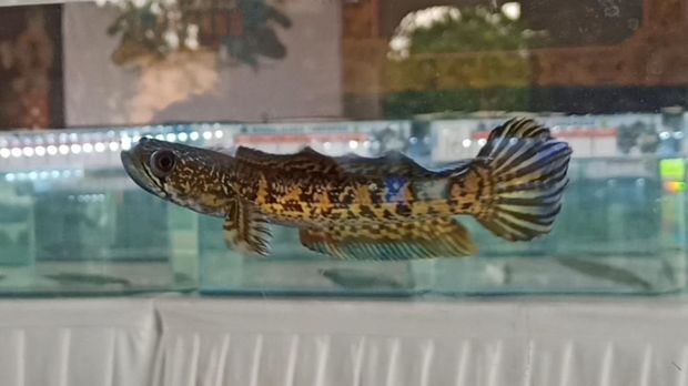 Salah satu ikan channa atau ikan gabus yang diikutkan dalam Tabanan Channa Contest, Minggu (28/8/2022).