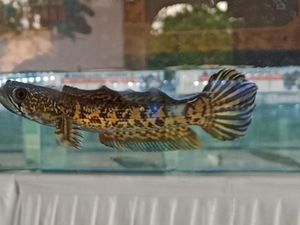 11 Makanan Ikan Channa dan Tips Agar Warnanya Makin Cantik