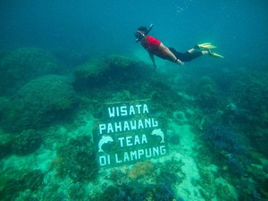 Lampung Punya Wisata Bawah Laut Menawan, Ada di Pulau Pahawang