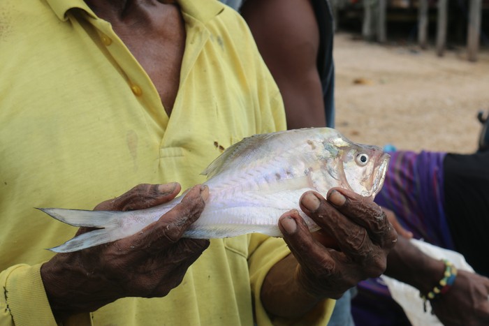 Ikan kaca hasil tangkapan nelayan di Telaga Wawiyer, Fakfak