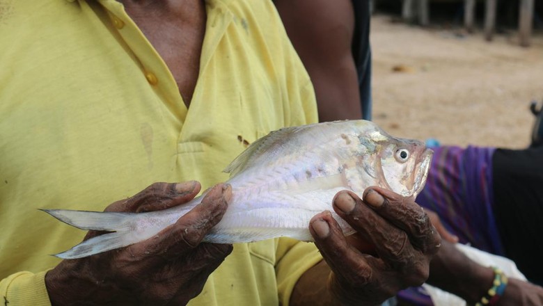 Ikan kaca hasil tangkapan nelayan di Telaga Wawiyer, Fakfak Ikan kaca hasil tangkapan nelayan di Telaga Wawiyer, Fakfak