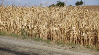 Hamparan ladang jagung di Kochersberg yang sebelumnya hijau kini mengering.