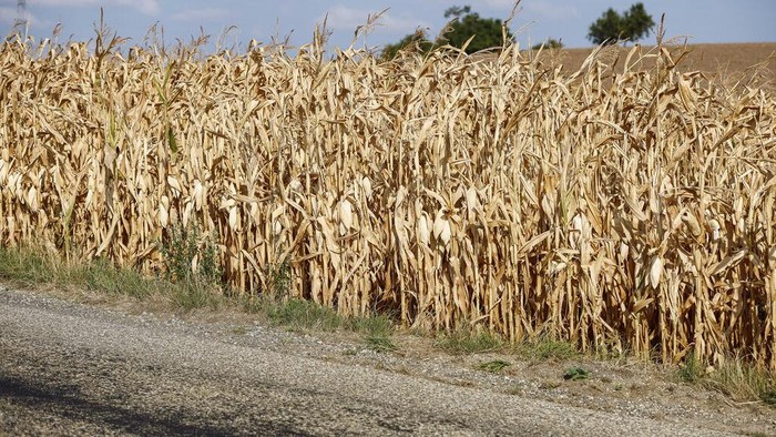 Ladang Jagung di Prancis Mengering Dihantam Gelombang Panas Gelombang panas melanda Prancis. Selain menyebabkan kebakaran hutan, gelambang panas juga membuat ladang jagung mengering. Ini penampakannya.