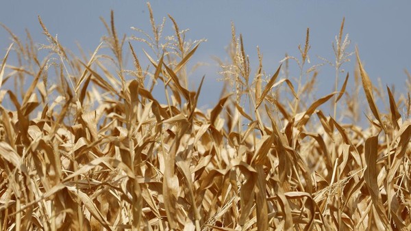 Penampakan Ladang Jagung di Prancis yang Rusak Dihantam Cuaca Panas
