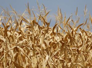 Penampakan Ladang Jagung di Prancis yang Rusak Dihantam Cuaca Panas