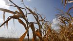 Penampakan Ladang Jagung di Prancis yang Rusak Dihantam Cuaca Panas