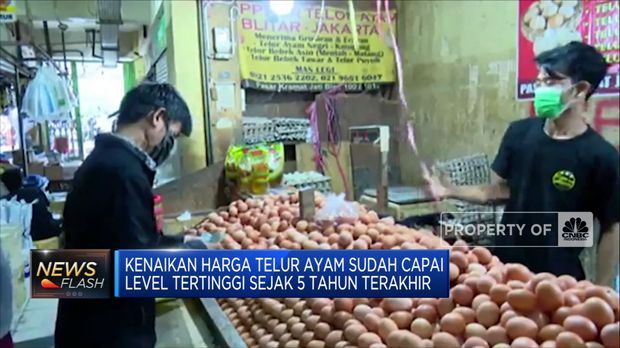 Masyarakat Resah, Jokowi Siap Tekan Harga Telur!