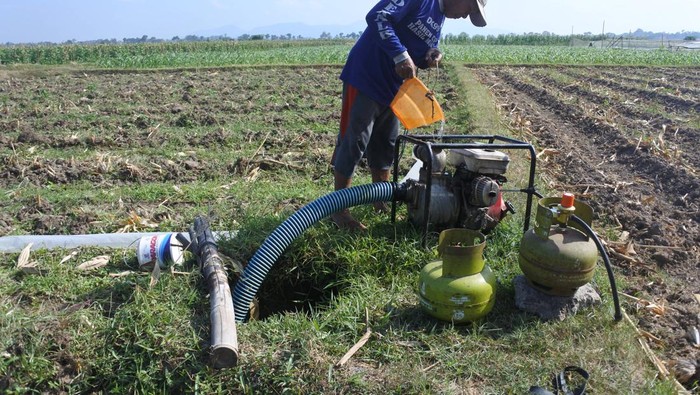 Seorang petani mengairi lahan pertanian menggunakan mesin pompa air berbahan bahan bakar gas LPG di Desa Sabrang, Ambulu, Jember, Jawa Timur, Senin (29/8/2022). Petani setempat memilih mesin pompa air modifikasi berbahan LPG karena dinilai lebih irit dibandingkan memakai bahan bakar minyak, yaitu dua tabung gas LPG 3 kg dapat mengairi seperempat hektar lahan pertanian sedangkan bila menggunakan pertalite atau solar membutuhkan sebanyak 10 liter. ANTARA FOTO/Seno/rwa.