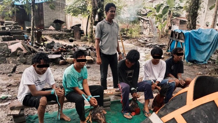 Pelaku judi sabung ayam di Mamuju Tengah diamankan polisi.