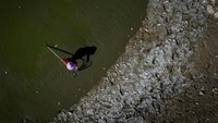 Foto drone memperlihatkan seorang penduduk desa setempat tengah mengumpulkan ikan-ikan yang mati di tepi Danau Poyang.