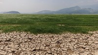 Saking lamanya kekeringan, beberapa dasar danau pun kini ditumbuhi rumput liar.  