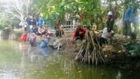 Penanaman mangrove ini untuk mencegah erosi dan banjir rob.