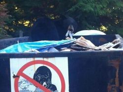 Sistem Keamanan yang Malah Bikin Ngakak