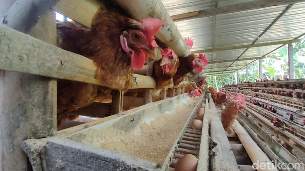 Suasana peternakan ayam di Pengasih, Kulon Progo, DIY, Senin (29/8/2022)