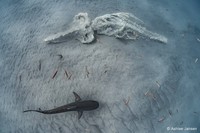 Australian Geographic Nature Photographer of the Year 2022