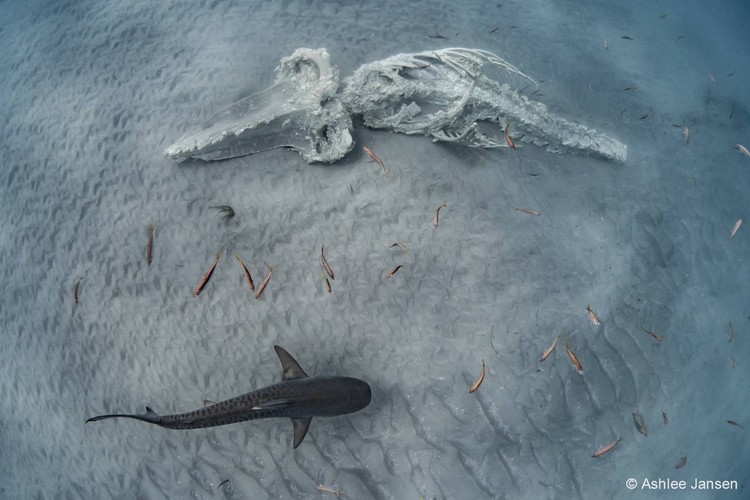 Australian Geographic Nature Photographer of the Year 2022