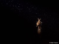 Australian Geographic Nature Photographer of the Year 2022