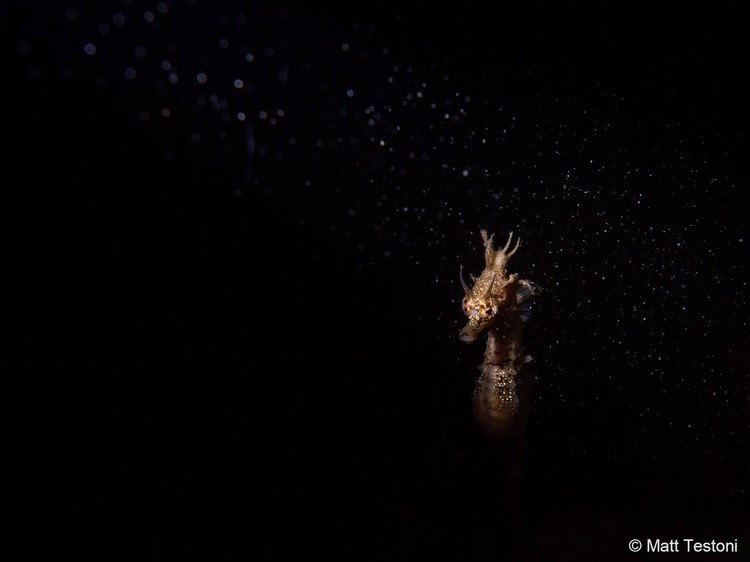 Australian Geographic Nature Photographer of the Year 2022
