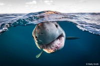 Australian Geographic Nature Photographer of the Year 2022