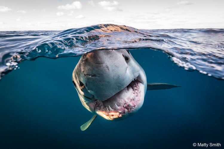 Australian Geographic Nature Photographer of the Year 2022