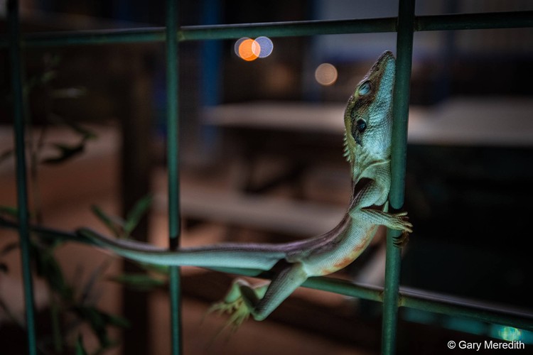 Australian Geographic Nature Photographer of the Year 2022