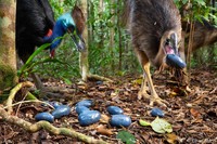 Australian Geographic Nature Photographer of the Year 2022